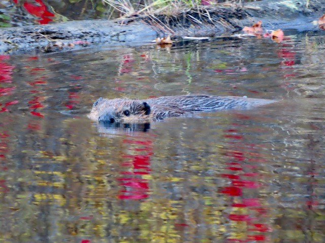 On the Beaver Trail, May&nbsp;2023