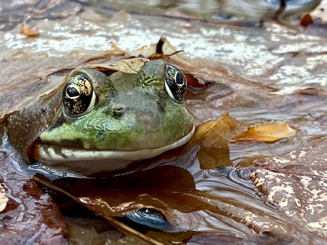 Finding Frogs, February&nbsp;2024