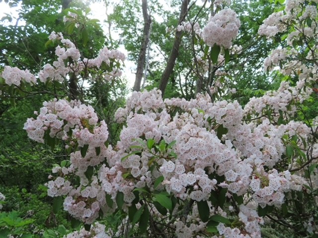 Mountain Laurel Hikes, June&nbsp;2024