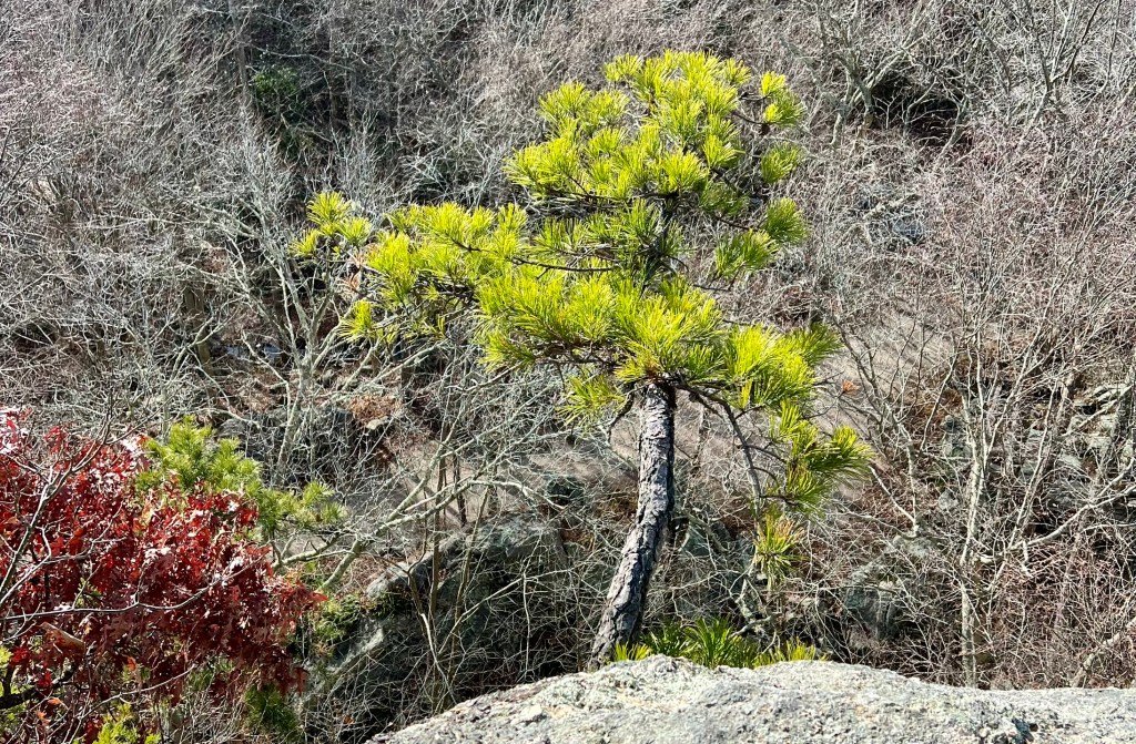 Imperiled Pitch Pines, January/February 2025